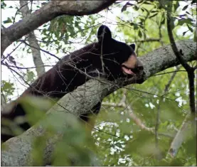  ?? Doug Walker, File ?? In this 2018 file photo, a young black bear appears to be napping after a visit to Garden Lakes that drew all kinds of attention.