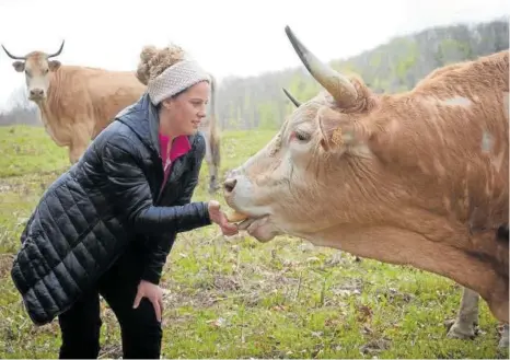  ??  ?? Leyre Iraizoz le da un trozo de pan a una vaca pirenaica en uno de sus prados en el valle de Basaburua.