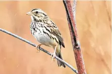  ?? Kathy Adams Clark / Contributo­r ?? Savannah sparrows are the most common sparrow at the Attwater Prairie Chicken National Wildlife Refuge.