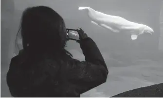  ??  ?? A young girl takes pictures of a beluga whale at the Vancouver Aquarium in 2014. The Vancouver park board voted Monday to ban new cetaceans at the aquarium.