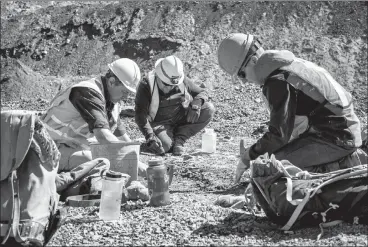  ?? THE CANADIAN PRESS/DAVID ROSSITER ?? Technician­s from the Royal Tyrell Museum of Palaeontol­ogy, Darren Tanke,Mark Mitchell and Dawson Lambert work on preserving a mosasaur fossil Wednesday at the Korite mine south of Lethbridge.