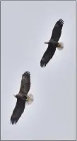  ?? COURTESY OF BILL MOSES ?? Bald eagles have had another good year during the fall migration at Hawk Mountain Sanctuary.