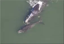  ?? CP PHOTO/GEORGIA WILDLIFE RESOURCES DIVISION ?? A right whale and its calf are shown in a handout photo.