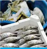  ??  ?? In this photograph taken on May 23, 2019, a bucket of plastic waste recovered from fishing nets sits beside a tray of fish onboard a fishing boat off the coast of San Benedetto del Tronto. — AFP