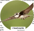  ?? Sean Browne ?? > Sand martin