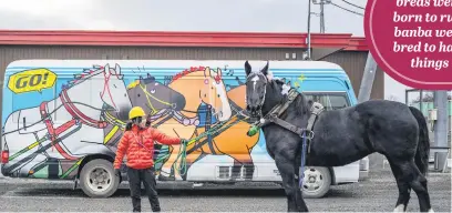  ?? ?? WORKHORSE. Staff member Yuno Goto guides Horai the horse after competing at the Obihiro Racecourse in Hokkaido Prefecture, Japan in December.