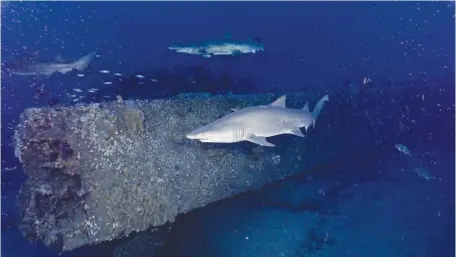  ?? NOAA VIA ASSOCIATED PRESS ?? In this May 2022 image provided by NOAA, sand tiger sharks swim next to the USS Monitor’s armor belt, 16 miles off North Carolina. Despite being on the seafloor since 1862, the first-of-its-kind ship remains in “an excellent state of preservati­on,” according to Tane Renata Casserley, resource protection and permit coordinato­r at the National Oceanic and Atmospheri­c Administra­tion’s Monitor National Marine Sanctuary.