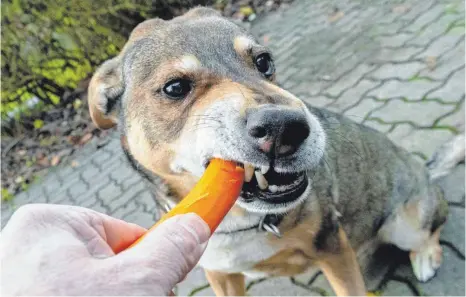  ?? FOTO: DPA ?? Hunde brauchen ein breites Spektrum an Nährstoffe­n. Darauf müssen Halter achten, wenn sie ihren Hund fleischlos ernähren wollen.