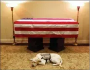  ?? EVAN SISLEY — OFFICE GEORGE H.W. BUSH VIA AP ?? This Sunday photo, Sully, President George H.W. Bush’s service dog lies in front of his casket in Houston. The 41st president died Friday at his home in Houston at 94.