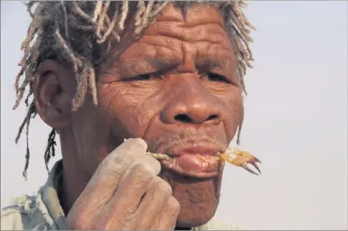  ?? Carefully . . . ?? Sting (of flavour) in the tail: A Kalahari bushman tucks into a yummy scorpion —