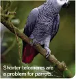  ??  ?? Shorter telomeres are a problem for parrots.