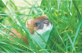  ??  ?? The stoat is the biggest killer of kiwi chicks in the wild, but scientists now hope to use its tendency to hunt by smell against it.