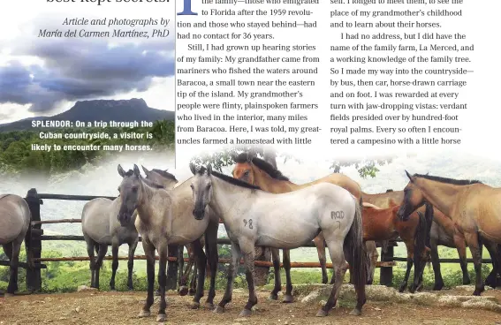  ??  ?? SPLENDOR: On a trip through the Cuban countrysid­e, a visitor is likely to encounter many horses.