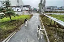  ?? TIMOTHY MOUSSEAU VIA AP ?? Descendant­s of the original dogs abandoned by the residents who fled the Chernobyl nuclear disaster roam among decaying and abandoned buildings.