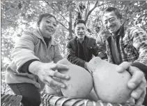  ?? PROVIDED TO CHINA DAILY ?? Farmers harvest pomelos in Linfeng town, Chongqing.