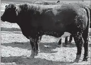  ?? PHOTO FROM MU EXTENSION ?? Renkoski 88, a steer from the Bart Renkoski group that had the least money lost. The steer showed a 3.78 average daily gain and produced a Certified Angus Beef carcass. Renkoski lives in Purdy.