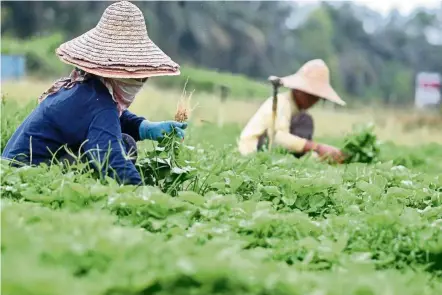  ??  ?? Farming and plantation work is hard but can be rewarding for those who are interested.