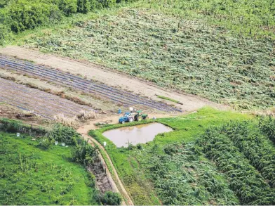  ?? Tonito.zayas@gfrmedia.com ?? Las ayudas para agricultor­es de la Corporació­n de Seguros Agrícolas se activan en cuanto la isla recibe el impacto de un huracán.