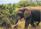  ?? GREG ARMFIELD FOR WWF VIA AP ?? An elephant walks in August at Tanzania’s Selous wildlife reserve, which is described by the United Nations as one of Africa’s biggest remaining wilderness areas.