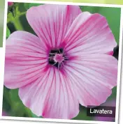  ??  ?? Lavatera