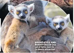  ??  ?? BRIGHT-EYED AND BUSHY-TAILED One set of twins born in Co Meath attraction