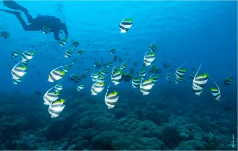  ?? ?? Schooling bannerfish at Temple Reef