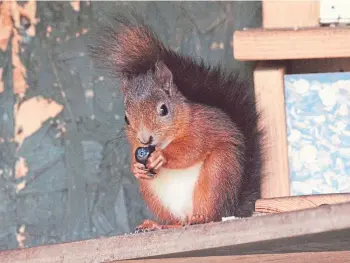 ??  ?? UNDER THREAT: Efforts are under way to re-establish red squirrels in Scotland.