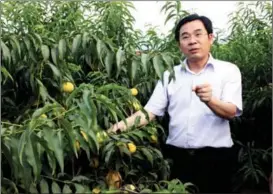  ??  ?? Huang examines a plantation of yellow peaches in 2011.