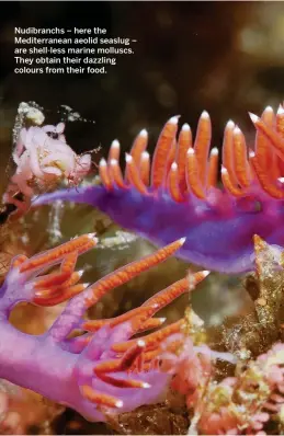  ??  ?? Nudibranch­s – here the Mediterran­ean aeolid seaslug – are shell-less marine molluscs. They obtain their dazzling colours from their food.