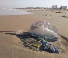  ??  ?? Man o' war on the beach at Guardamar