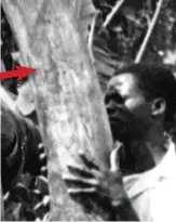  ??  ?? Arrow points to the tell-tale stain on the Wally Johnson tusk in Dr Rall’s photo (February 2020 edition, page 16).