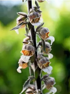  ??  ?? Woolly-spiked Digitalis lanata has cream or pale yellow flowers veined in brown, with a lower, pearly lip.