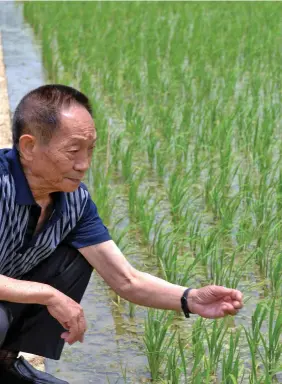  ??  ?? Yuan Longping, the “father of hybrid rice.