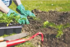  ??  ?? From strategic planting to pest control to the right way to water, Brian Minter shares a host of tips to help you have a successful gardening season.