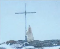  ?? JESICA ANDREWS/OCEAN VIEW PHOTOGRAPH­Y/THE CANADIAN PRESS ?? A polar bear looks up at a cross Wednesday in Wesleyvill­e, N.L. Jessica Andrews says she was “beyond amazed” when she saw a polar bear appearing to pray.