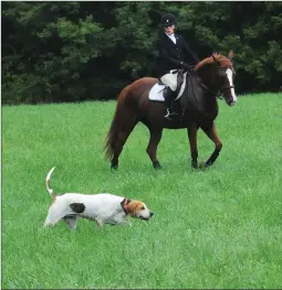  ??  ?? A hunting dog leads the way with his nose during the fox hunt.