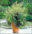  ?? Associated Press ?? To make the most of small outdoor spaces, landscape architect Janice Parker recommends using one large, dramatic planter rather than several smaller ones.