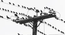  ?? John Davenport / Staff file photo ?? Many in San Antonio have been talking about political donations after Rep. Joaquin Castro’s tweet listing prominent local donors to President Donald Trump. Even the grackles?