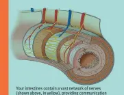  ??  ?? Your intestines contain a vast network of nerves (shown above, in yellow), providing communicat­ion links between your brain and gut.