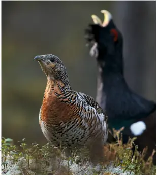  ??  ?? SIZE DIMORPHISM Male Capercaill­ies are much bigger than females, so lose less heat in the cold of winter