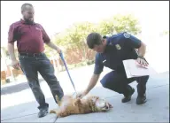  ??  ?? Lodi Fire Department Battalion Chief Michael Alegre II, right, gives a belly rub to owner-surrendere­d dog Topaz, who accompanie­d PALS manager Stephen Curr at Station One in Lodi on Friday afternoon. Topaz is available for adoption.