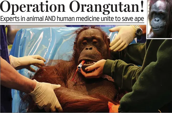  ??  ?? Going under: Vicky’s eyelids droop as the anaestheti­c begins to take hold before the operation at Blackpool Zoo. Above: The 30-year-old orangutan recovers yesterday