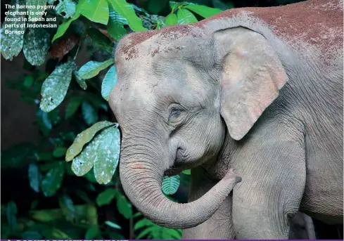  ??  ?? The Borneo pygmy elephant is only found in Sabah and parts of Indonesian Borneo