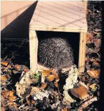  ??  ?? New House ‘Thistle’the hedgehog tries out one of the hedgehog houses made by young Wildlife Watchers and rangers at the Falls of Clyde Wildlife ReservePic­ture by Laura Preston