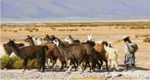  ?? Fotos: Manuel Meyer ?? In der Hochebene Boliviens sind Hirtinnen und Hirten mit ihren Lamas unterwegs. Früher wurde mit Hilfe der Tiere abgebautes Salz zu den umliegende­n Märkten transporti­ert.