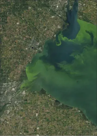  ?? NASA VIA AP ?? This satellite image shows Toledo in the lower left corner with a large phytoplank­ton bloom in western Lake Erie. According to the National Oceanic and Atmospheri­c Administra­tion, the bloom contains microcysti­s, a type of freshwater cyanobacte­ria.