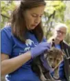  ?? JEFF ROBERSON, THE ASSOCIATED PRESS ?? Regina Mossotti of the Endangered Wolf Center holds a Mexican wolf born at the facility in Eureka, Mo.