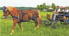  ?? FOTO: ARTUR K. M. BAY ?? Ein besonders prächtiger elfjährige­r Brauner, der einen Einspänner zieht; an den Zügeln Karin Burkhardt und Peter Horrer aus Dettenhaus­en/Tübingen.