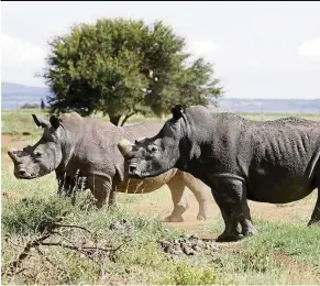  ??  ?? some 5,000 are all that remain of black rhinos in Africa. — reuters