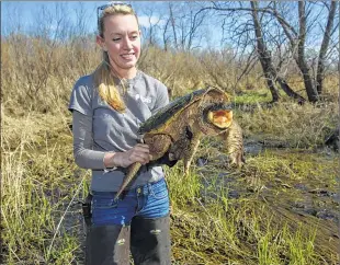  ?? MIKE DE SISTI / MDESISTI@JOURNALSEN­TINEL.COM ?? Julia Robson (left), the assistant natural areas coordinato­r with Milwaukee County Parks, holds a snapping turtle she discovered while inspecting wetlands at Rainbow Airport Park.